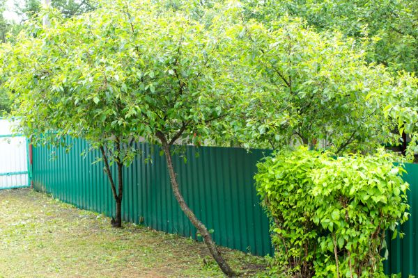 Cedar Fence Refinishing